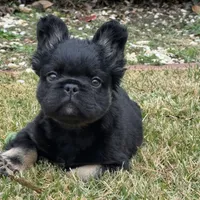 Tom Cruise, a male French Bulldog for sale in Augusta, GA – Photo 5 of 7