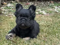 Tom Cruise, a male French Bulldog for sale in Augusta, GA – Photo 5 of 7