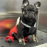 Tom Cruise, a male French Bulldog for sale in Augusta, GA – Photo 3 of 7