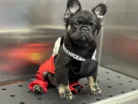 Tom Cruise, a male French Bulldog for sale in Augusta, GA – Photo 3 of 7