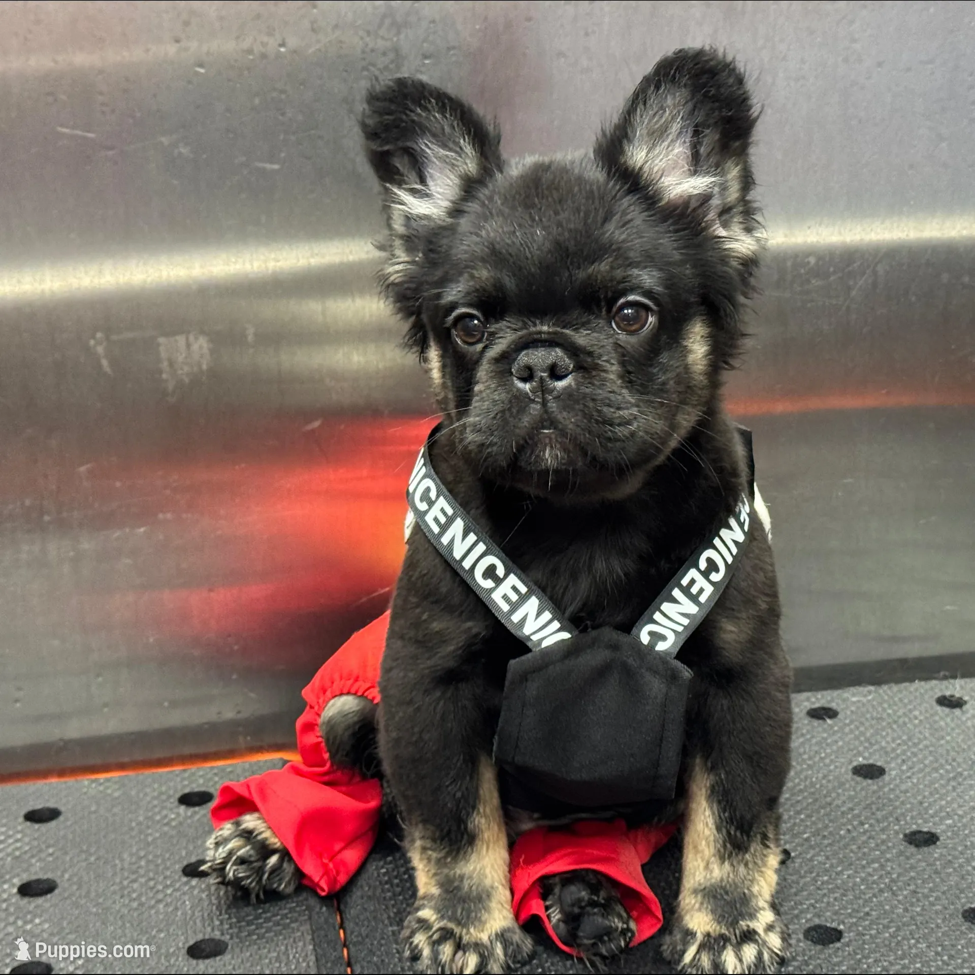 Tom Cruise, a male French Bulldog for sale in Augusta, GA – Photo 2 of 7