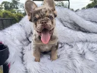 Cash , a male French Bulldog for sale in Augusta, GA – 2 of 4