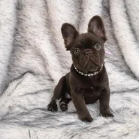 Baby Burberry London, a female French Bulldog for sale in Augusta, GA – Photo 3 of 10