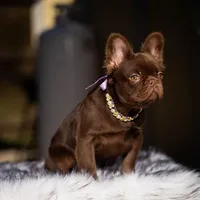 Baby Burberry London, a female French Bulldog for sale in Augusta, GA – Photo 10 of 10