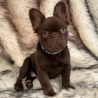 Baby Burberry London, a female French Bulldog for sale in Augusta, GA – Photo 4 of 10