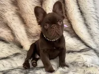 Baby Burberry London, a female French Bulldog for sale in Augusta, GA – Photo 4 of 10