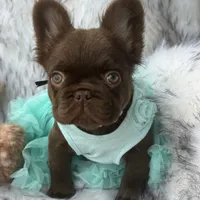 Baby Burberry London, a female French Bulldog for sale in Augusta, GA – Photo 1 of 10