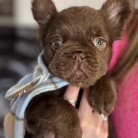 Baby Burberry London, a female French Bulldog for sale in Augusta, GA – Photo 2 of 10