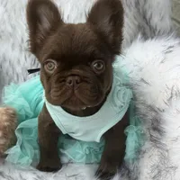 Baby Burberry London, a female French Bulldog for sale in Augusta, GA – Photo 5 of 10