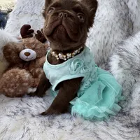 Baby Burberry London, a female French Bulldog for sale in Augusta, GA – Photo 7 of 10