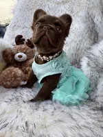 Baby Burberry London, a female French Bulldog for sale in Augusta, GA – Photo 7 of 10