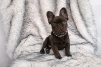 Baby Burberry London, a female French Bulldog for sale in Augusta, GA – Photo 6 of 10