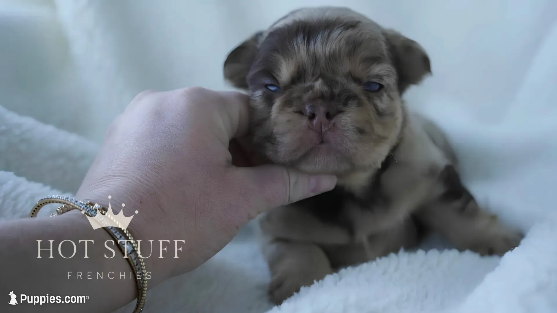 Cash | Rojo Merle Fluffy  Frenchie Puppy | Ready Now, a male French Bulldog for sale in Augusta, GA – 3 of 10