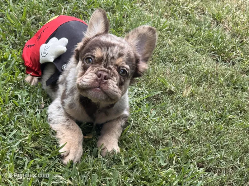Cash  – French Bulldog puppy for sale in Augusta, GA