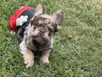 Cash , a male French Bulldog for sale in Augusta, GA – 1 of 4