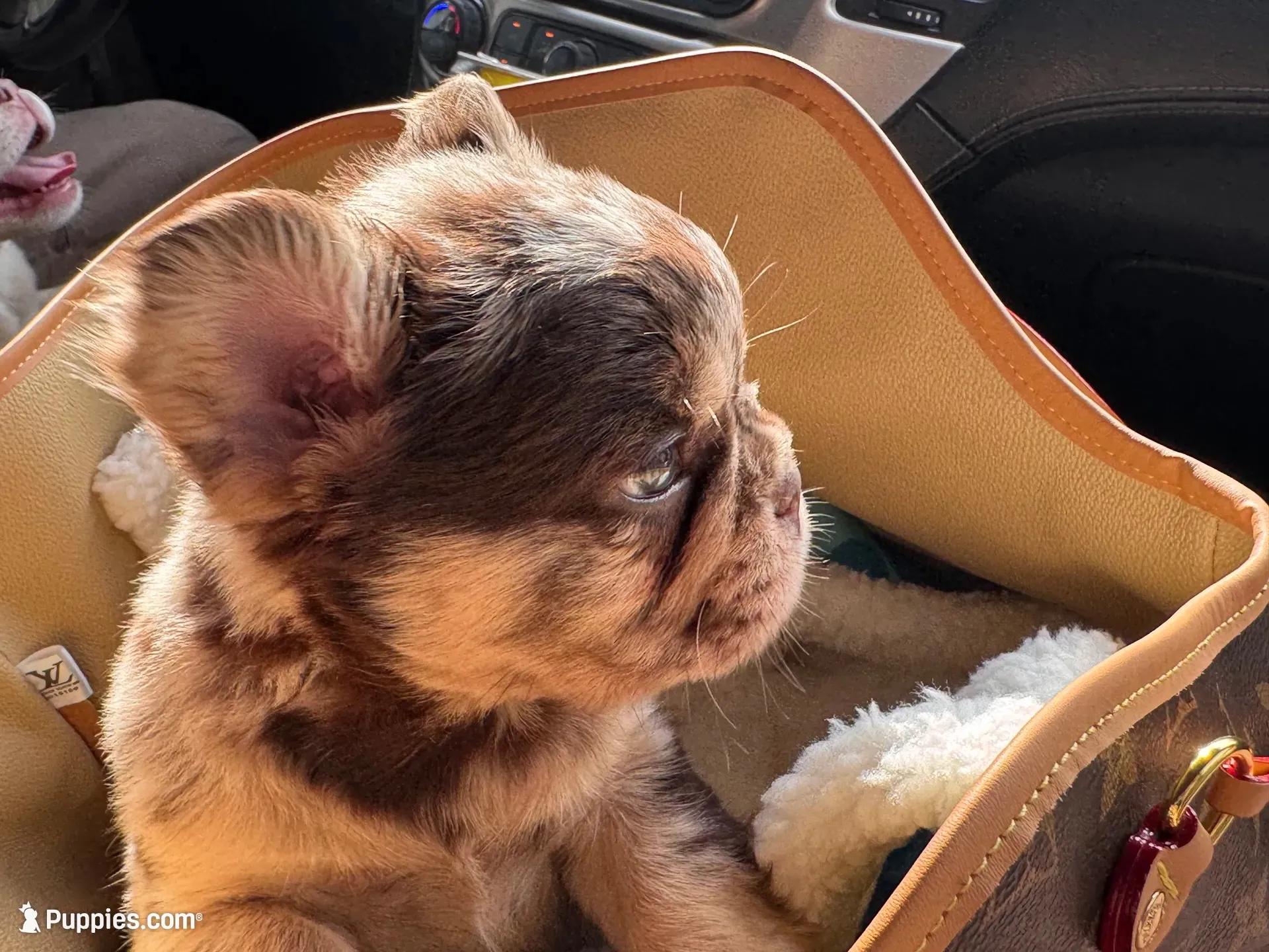 Cash | Rojo Merle Fluffy  Frenchie Puppy | Ready Now, a male French Bulldog for sale in Augusta, GA – 8 of 10