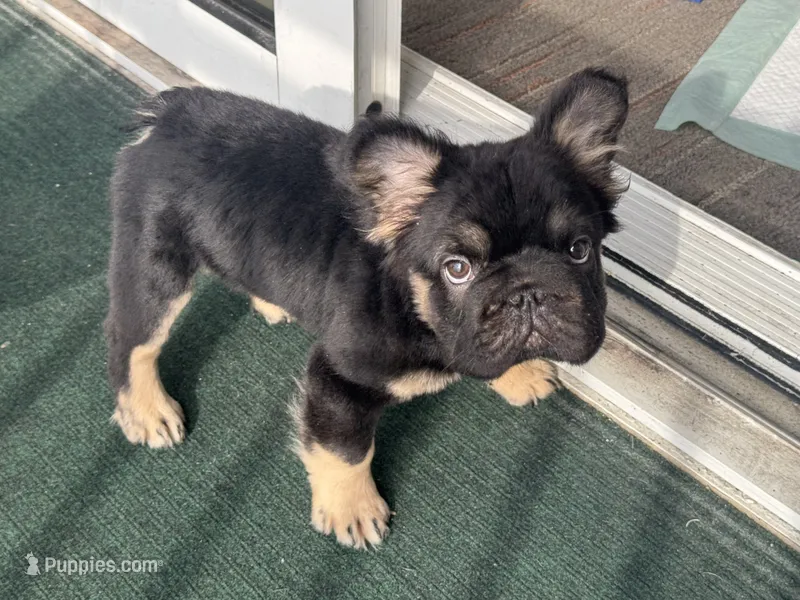 Mr. Confident  – French Bulldog puppy for sale in Augusta, GA
