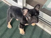 Mr. Confident , a male French Bulldog for sale in Augusta, GA – 1 of 9
