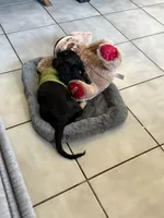 Oaty, a male Miniature Dachshund for sale in Lake Geneva, WI – Photo 3 of 3