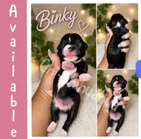 Binky, a female Chihuahua for sale in Lakewood, WA – 1 of 2
