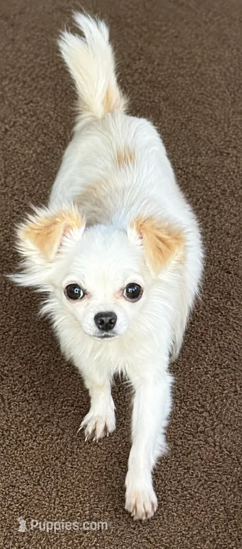 Snowbell – Chihuahua puppy for sale in Lakewood, WA