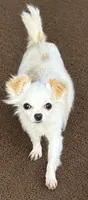 Snowbell, a female Chihuahua for sale in Lakewood, WA – 1 of 6