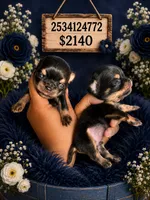 Hash brown , a male Chihuahua for sale in Lakewood, WA – 1 of 2