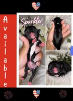 Sparkler , a female Chihuahua for sale in Lakewood, WA – 1 of 2