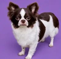 Fudge , a male Chihuahua for sale in Lakewood, WA – 7 of 7
