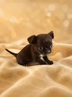 Fudge , a male Chihuahua for sale in Lakewood, WA – 5 of 7