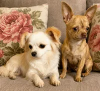 Mya, a female Chihuahua for sale in Lakewood, WA – 5 of 5