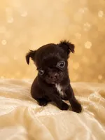 Fudge , a male Chihuahua for sale in Lakewood, WA – 3 of 7