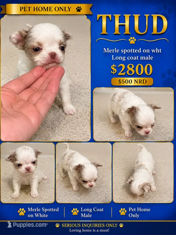 Thud – Chihuahua puppy for sale in Lakewood, WA