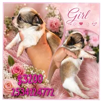 Baby powder , a female Chihuahua for sale in Lakewood, WA – 2 of 4
