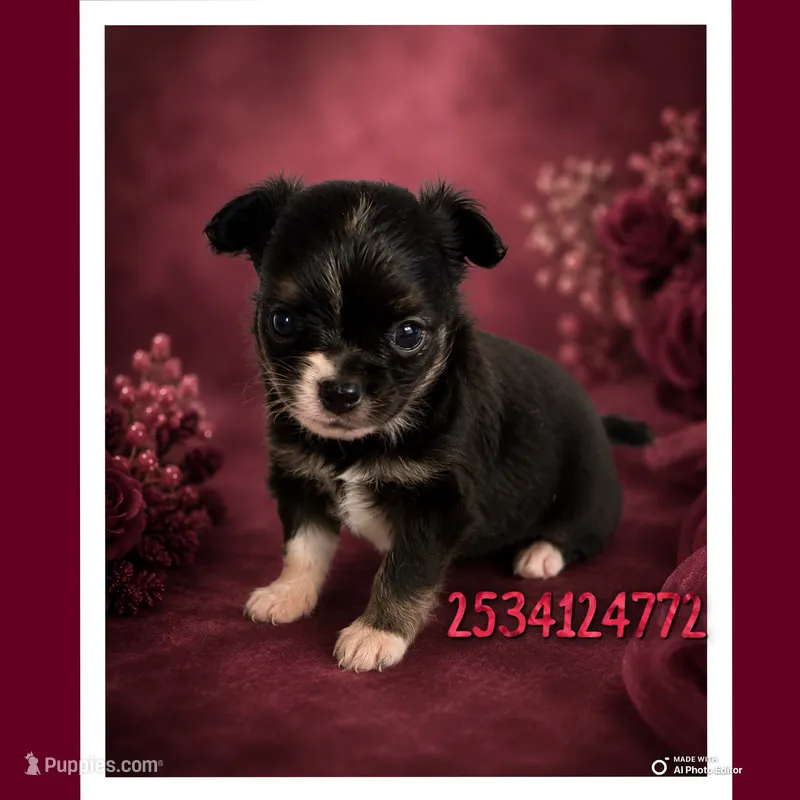 Binky – Chihuahua puppy on hold in Lakewood, WA