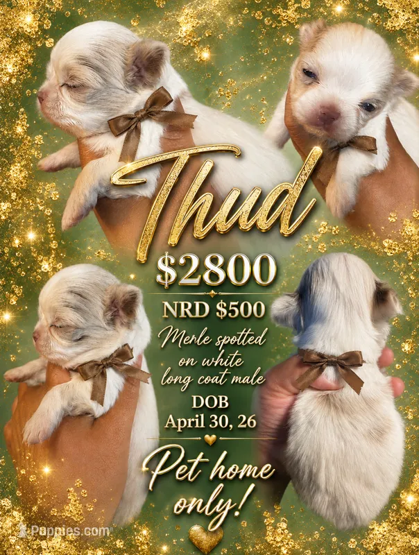 Thud – Chihuahua puppy for sale in Lakewood, WA