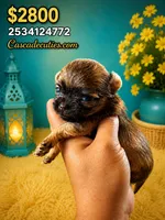 Nugget , a male Chihuahua for sale in Lakewood, WA – 3 of 5