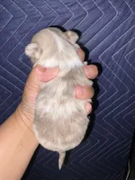 Bang, a male Chihuahua for sale in Lakewood, WA – 4 of 4