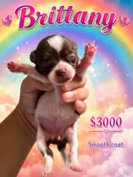 Britanny, a female Chihuahua for sale in Lakewood, WA – 3 of 5
