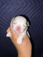 Thud, a male Chihuahua for sale in Lakewood, WA – 3 of 4