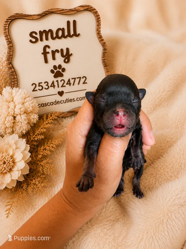 Small fry – Chihuahua puppy for sale in Lakewood, WA