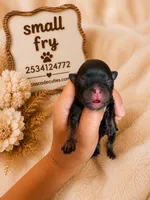 Small fry, a male Chihuahua for sale in Lakewood, WA – 1 of 2