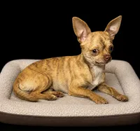 Fudge , a male Chihuahua for sale in Lakewood, WA – 6 of 7