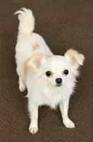 Snowbell, a female Chihuahua for sale in Lakewood, WA – 5 of 6