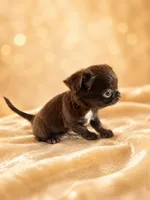 Fudge , a male Chihuahua for sale in Lakewood, WA – 2 of 7