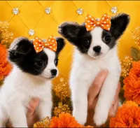 Mya, a female Chihuahua for sale in Lakewood, WA – 2 of 5