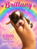 Britanny, a female Chihuahua for sale in Lakewood, WA – 1 of 5