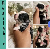 Diaper, a male Chihuahua for sale in Lakewood, WA – 1 of 2