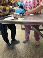 Fuzz-E, a male Chihuahua for sale in Lakewood, WA – Photo 3 of 5