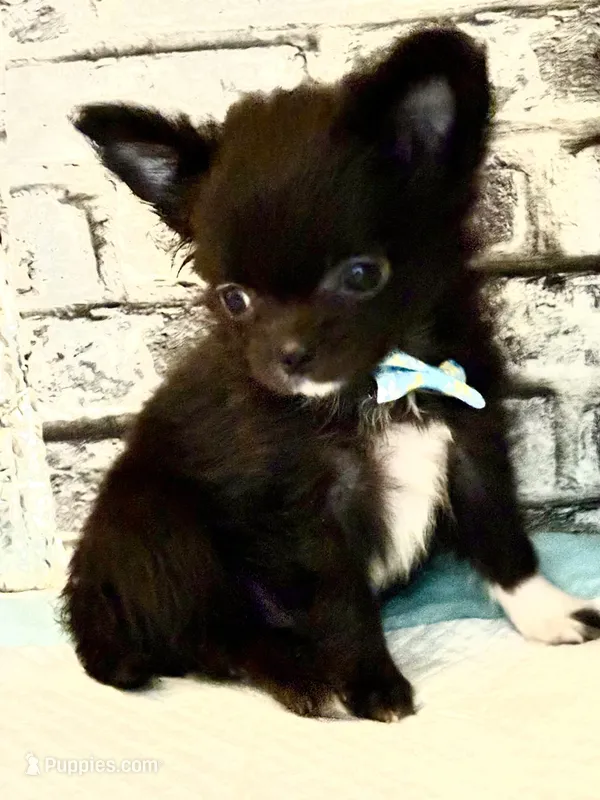 Fuzz-E – Chihuahua puppy for sale in Lakewood, WA